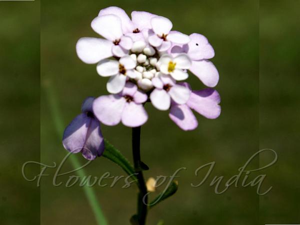 Pruit's Candytuft